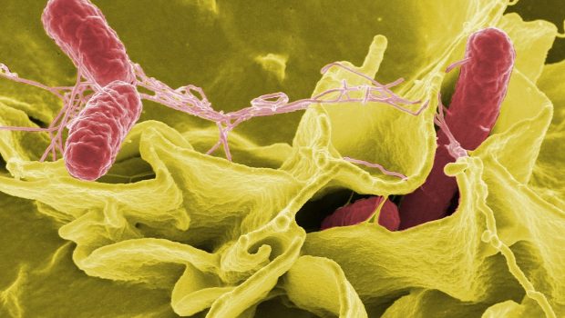 Μαγνησία: Τι είναι και πώς μεταδίδεται το βακτήριο της σαλμονέλας