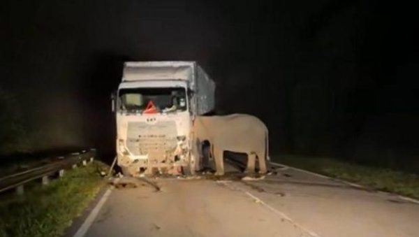 Μαλαισία: Μαμά ελέφαντας προσπαθεί να μετακινήσει το φορτηγό που σκότωσε το μικρό της