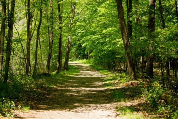 «Μαθαίνω και αγαπώ το δάσος» ήταν το μήνυμα εκπαιδευτικής δράσης από  την Περιφέρεια Στερεάς Ελλάδας στη Νότια Εύβοια