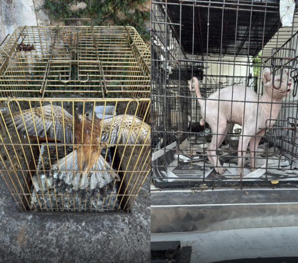 Εξιχνιάστηκε υπόθεση παράνομου εμπορίου ζώων συντροφιάς στην περιοχή του Γέρακα