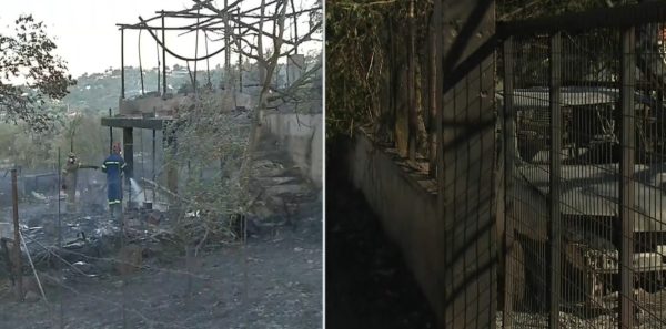 «Η φωτιά μπήκε στο σπίτι μας, φύγαμε την τελευταία στιγμή» – Πυρόπληκτη στα Σπάτα μιλάει στο ΕΡΤNews