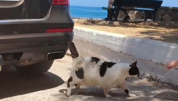 Chonkus Maximus: Ο παχουλός γατούλης απ’ τα Χανιά που έγινε τοποθεσία στο Google Maps