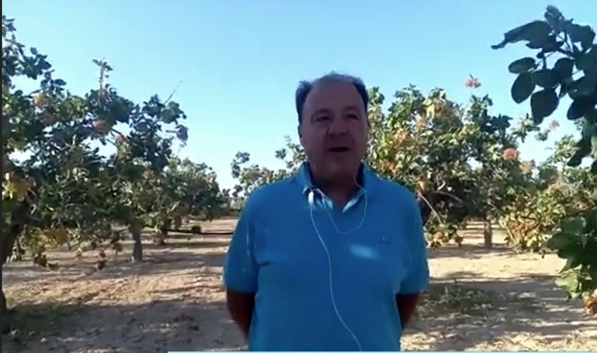 Τους 600 τόνους αγγίζει η φετινή παραγωγή σε φιστίκια Αιγίνης – Μετά τον Δεκαπενταύγουστο ξεκινά η συγκομιδή
