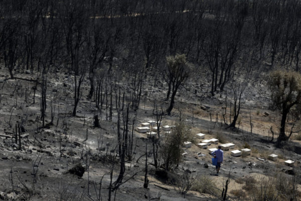 Οριοθετήθηκε η μεγάλη δασική πυρκαγιά στο βόρειο Μαρόκο – Στάχτη 5.000 στρέμματα