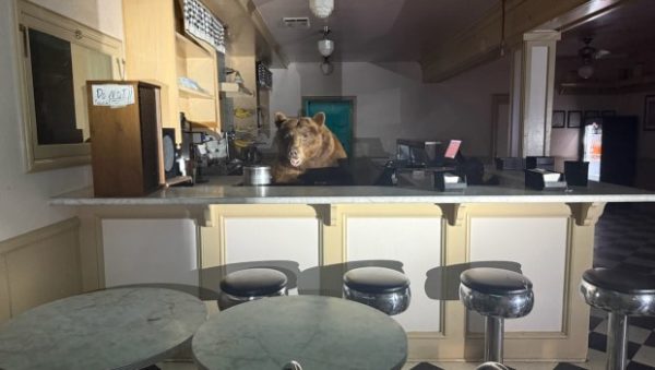 Καλιφόρνια: Αρκούδα εισέβαλε σε παγωτατζίδικο και «τσάκισε» το παγωτό φράουλα – Δείτε φωτογραφίες