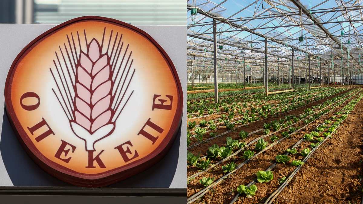 ΟΠΕΚΕΠΕ: Ελέγχεται ο ρόλος των Κέντρων Υποδοχής Δηλώσεων – Πάνω από 1.000 παραγωγοί εντοπίστηκαν να έχουν εισπράξει παράνομες επιδοτήσεις