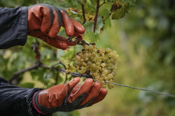 Γαλλία: Μειώνει την εκτίμηση για την παραγωγή κρασιού του 2025 λόγω καύσωνα