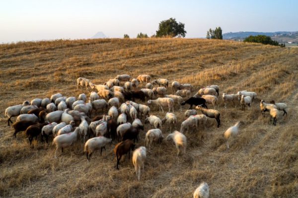 Χρ. Αποστολόπουλος στο ΕΡΤnews Radio 105,8 για ευλογιά: Θα επηρεάσει την ελληνική αγορά μειώνοντας την πρώτη ύλη (audio)