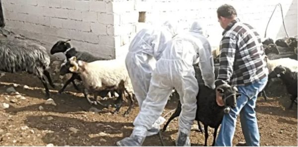 Ευλογιά: Οκτώ προτάσεις της Ομάδας Εργασίας και τα επίσημα στοιχεία έως και τον Σεπτέμβριο