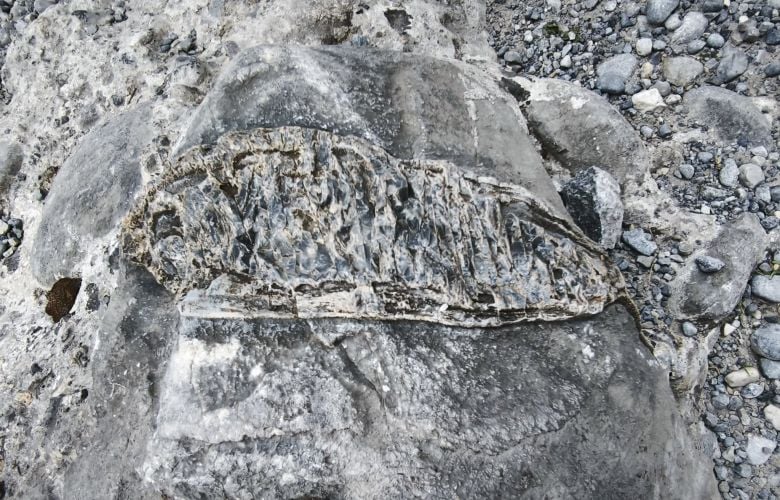 Βρέθηκε απολίθωμα ψαριού στο φαράγγι της Σαμαριάς στα Χανιά