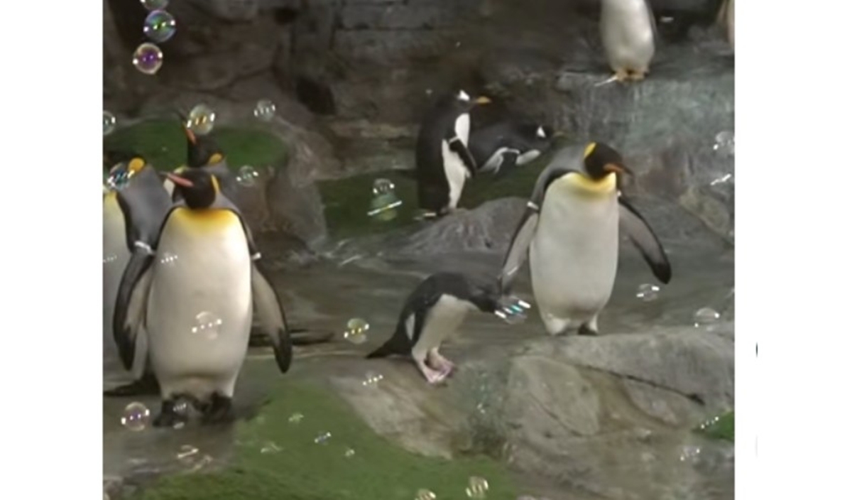 Πιγκουίνοι σε πάρτι με σαπουνόφουσκες στο Σεντ Λούις: Το βίντεο που έγινε viral με 12 εκατ. προβολές