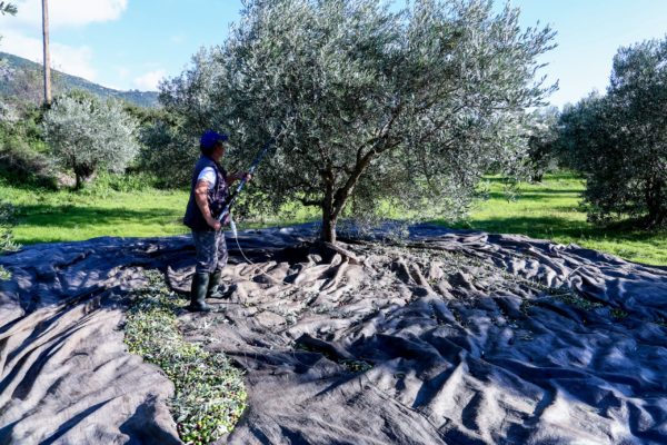Νόμιμη μετανάστευση για συλλογή ελαιόκαρπου έως 31 Μαρτίου 2026 – Καταργήθηκε η δυνατότητα εργασίας παράνομων μεταναστών, αναφέρουν πηγές του Υπ. Μετανάστευσης