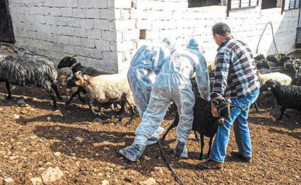 Βουλή: Κατατέθηκε προς κύρωση η Πράξη Νομοθετικού Περιεχομένου για την αντιμετώπιση της ευλογιάς των αιγοπροβάτων