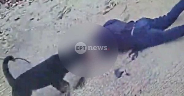 Μήνυση για κακοποίηση ζώου κατά ιδιοκτήτη και αστυνομικού που πυροβόλησε σκύλο – Τι καταγγέλλει εκπρόσωπος φιλοζωικής στο ΕΡΤnews