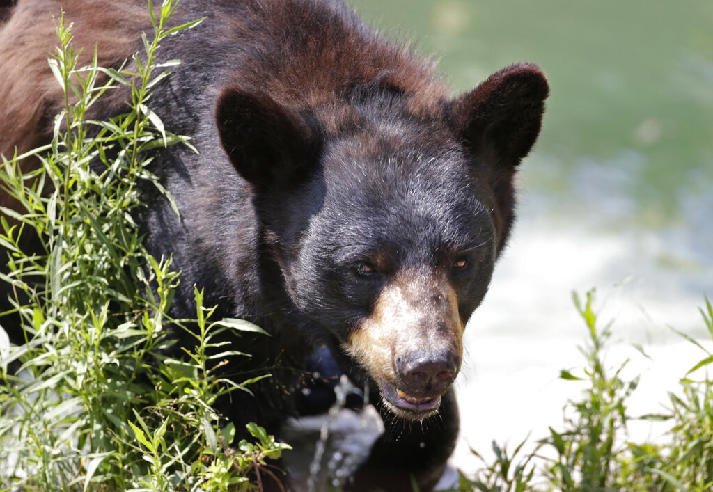 Η Ιαπωνία στέλνει στρατεύματα για να καταπολεμήσoυν τις θανατηφόρες επιθέσεις αρκούδων στον βορρά