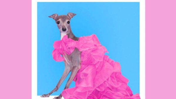 RIP Tika: Πέθανε το λαγωνικό και fashion influencer – «Η Άννα Γουίντουρ των σκύλων»