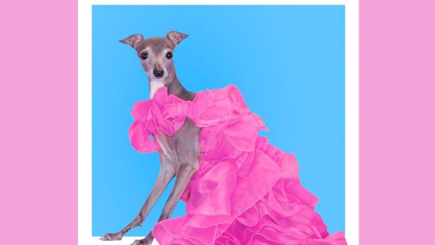 RIP Tika: Πέθανε το λαγωνικό και fashion influencer – «Η Άννα Γουίντουρ των σκύλων»