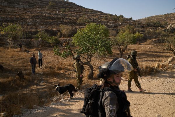 Ο «Γολγοθάς» των Παλαιστινίων για τη συγκομιδή της ελιάς – Ξυλοδαρμοί από τους εποίκους, καταπατήσεις και νεκρά δέντρα