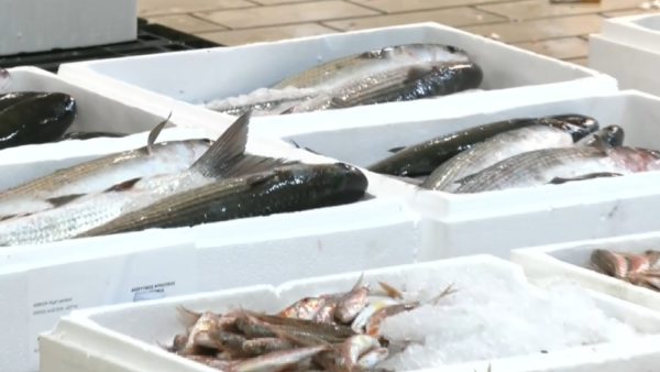 Ιχθυόσκαλα Κερατσινίου: Ποικιλία και τιμές ενόψει χριστουγεννιάτικης νηστείας – Ποια είδη επιλέγουν οι καταναλωτές