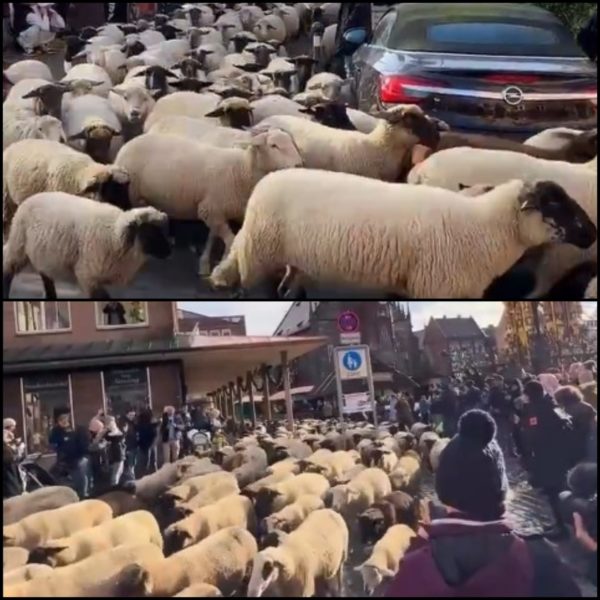 Εκατοντάδες πρόβατα πλημμύρισαν το κέντρο της Νυρεμβέργης
