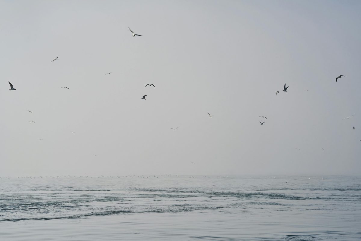 Άστατος καιρός με νοτιάδες και βροχές – Σε άνοδο η θερμοκρασία – Πρόγνωση από την Α. Τυράσκη