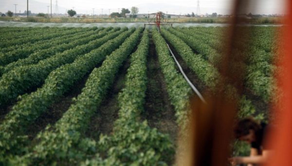 Κυβερνητικές πηγές: Oι καθυστερήσεις πληρωμών του ΟΠΕΚΕΠΕ οφείλονται στους επισταμένους ελέγχους που επιτάσσει η Κομισιόν