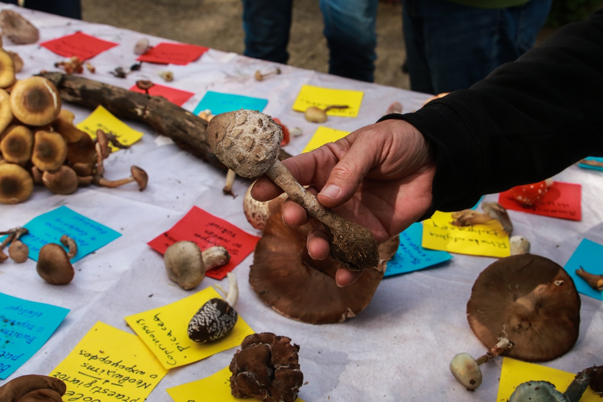 «Αν δεν γνωρίζεις, δεν το τρως»: Το μήνυμα του ειδικού μετά το περιστατικό με τα δηλητηριώδη μανιτάρια