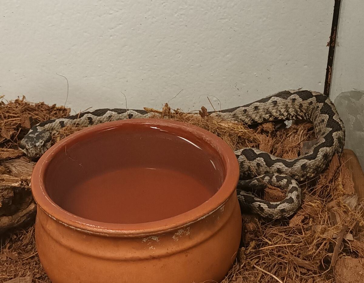 Βρήκαν οχιά σε κτήριο στο Μαρούσι