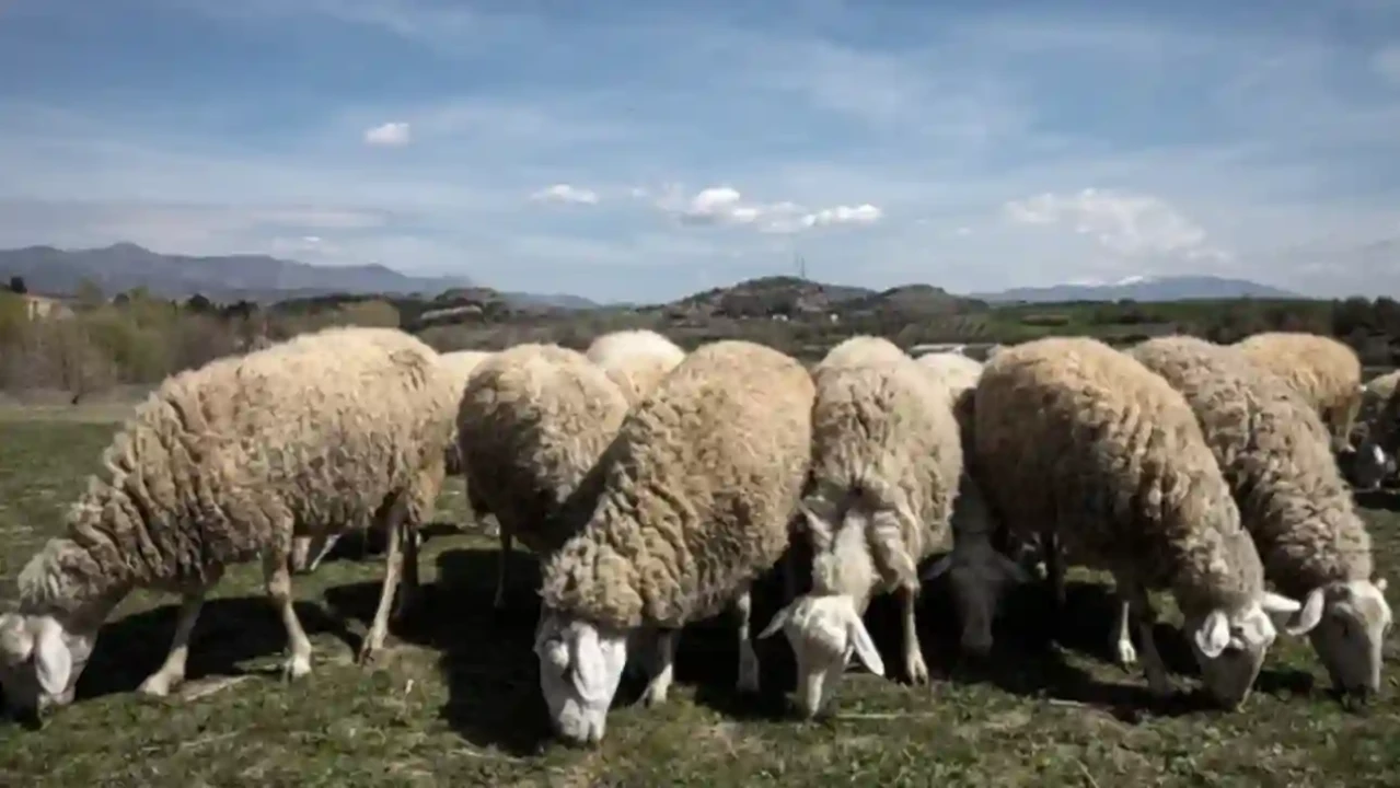 Aποζημιώσεις για ευλογιά: Επιπλέον 48 εκ. ευρώ σε κτηνοτρόφους για απώλεια εισοδήματος – Δύο εκατ. ευρώ και στις Περιφέρειες