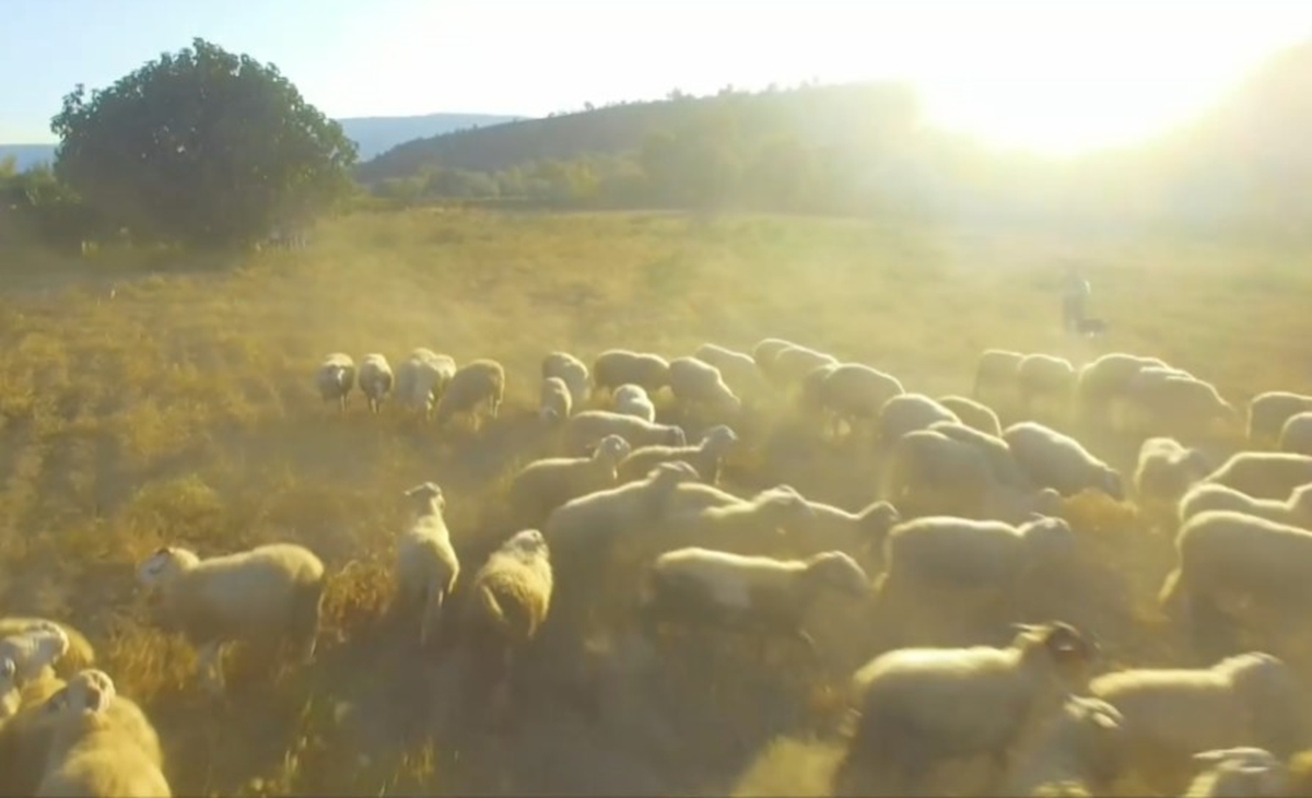 Yπ. Αγροτικής Ανάπτυξης: Τα επικαιροποιημένα στοιχεία για την πορεία της ευλογιάς των προβάτων