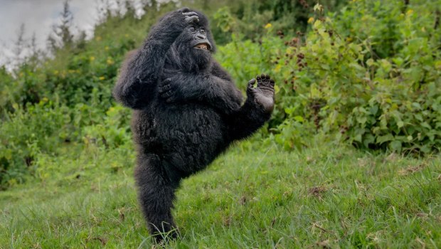 Nikon Comedy Wildlife Awards 2025: Γορίλας μπαλαρίνος στην κορυφή – Από αλεπούδες break-dancers σε ερωδιό σέρφερ, όλοι οι νικητές