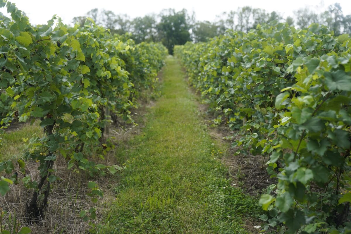 Οι οινοποιοί της Ουγγαρίας φοβούνται ότι μια ασθένεια μπορεί να «εξαφανίσει» τον κλάδο