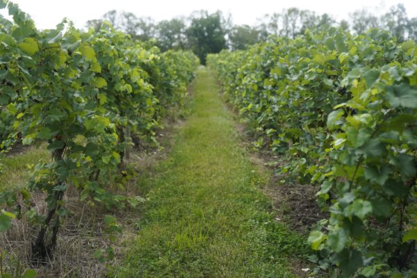 Οι οινοποιοί της Ουγγαρίας φοβούνται ότι μια ασθένεια μπορεί να «εξαφανίσει» τον κλάδο