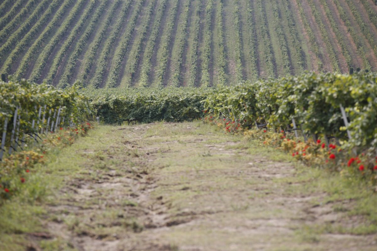 ΥΠΑΑΤ: Αναρτήθηκαν οι πίνακες με τους δικαιούχους της Εξισωτικής Αποζημίωσης 2025 – Προχωρά άμεσα η πληρωμή τους
