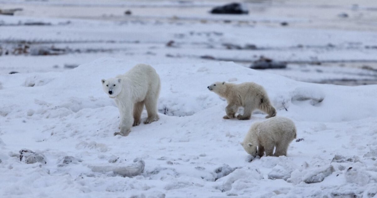 Καναδάς: Επιστήμονες καταγράφουν σπάνια περίπτωση υιοθεσίας μικρού από θηλυκή πολική αρκούδα – «Είναι πραγματικά καλές μητέρες»