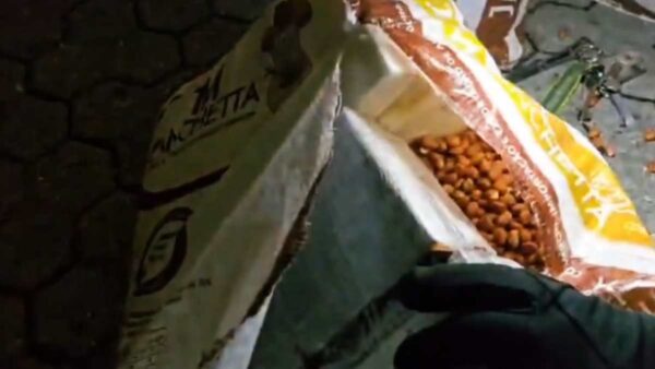 Ιταλία: Κατασχέθηκαν 435 κιλά κοκαΐνης αξίας περίπου 70 εκατ. ευρώ – Ήταν κρυμμένη σε σακιά φιστικιών