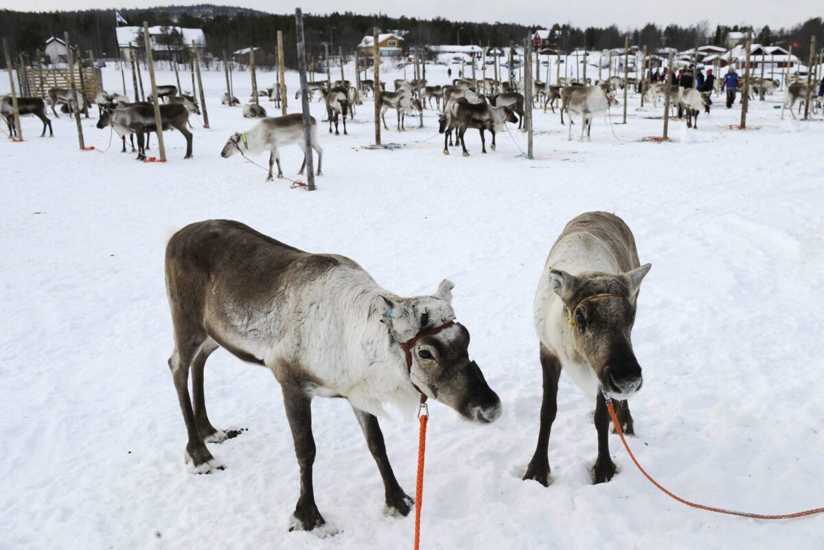 Πώς ο πόλεμος στην Ουκρανία απειλεί τους ταράνδους του Άγιου Βασίλη  
