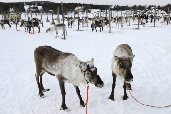 Πώς ο πόλεμος στην Ουκρανία απειλεί τους ταράνδους του Άγιου Βασίλη  