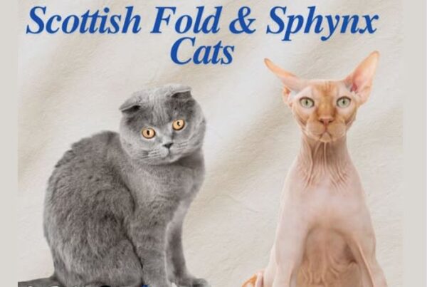 Ολλανδία: Απαγόρευση της εκτροφής γατών με διπλωμένα αυτιά και χωρίς τρίχωμα – Ποιοι οι λόγοι