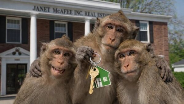 Βλέπω μια μαϊμού ή βίντεο «μαϊμού»; – Τα ξέφρενα πρωτεύοντα του Σεντ Λούις που μπέρδεψαν τις Αρχές