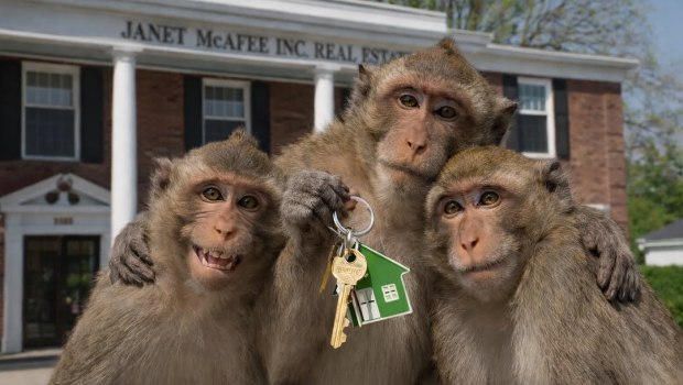 Βλέπω μια μαϊμού ή βίντεο «μαϊμού»; – Τα ξέφρενα πρωτεύοντα του Σεντ Λούις που μπέρδεψαν τις Αρχές