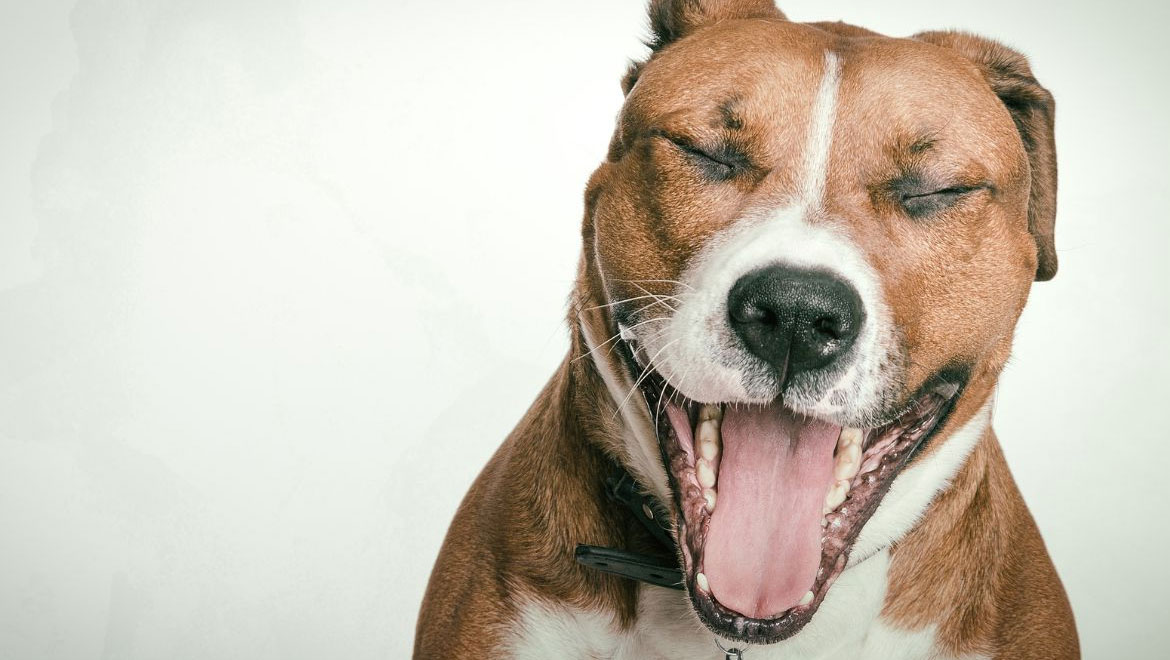Γιατί οι σκύλοι χασμουριούνται – Περισσότερο από απλή νύστα