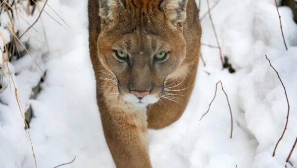 ΗΠΑ: Νεαρό πούμα «κόβει» βόλτες στο Σαν Φρανσίσκο και σπέρνει τον πανικό