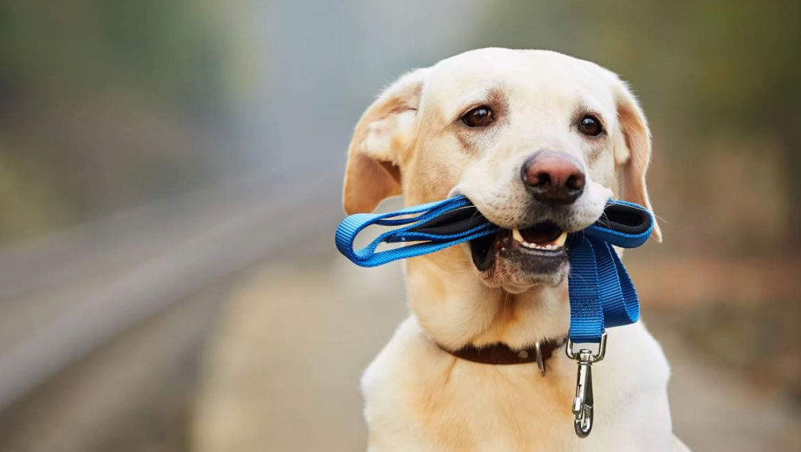4 “έξυπνοι” τρόποι για να κρατάτε τον σκύλο σας απασχολημένο και χαρούμενο