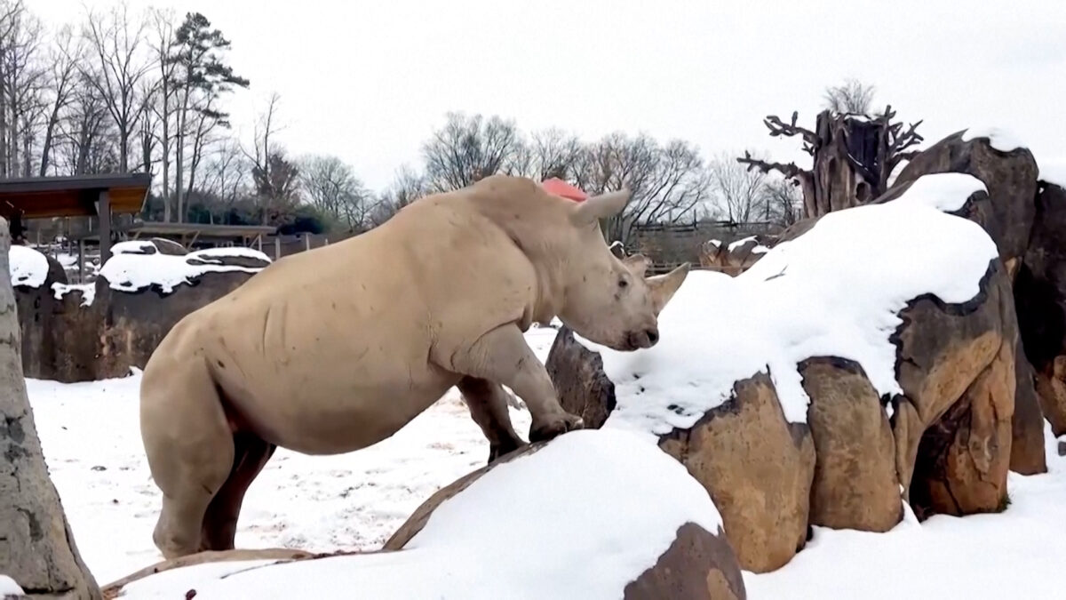 Λευκοί ρινόκεροι βγήκαν για μια βόλτα στο χιονισμένο ζωολογικό πάρκο του Νόξβιλ