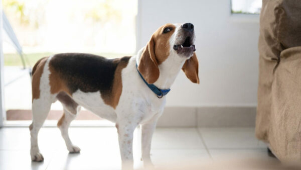 6 Σημάδια που δείχνουν ότι ο σκύλος σας χρειάζεται βοήθεια