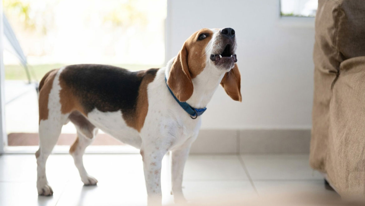 6 Σημάδια που δείχνουν ότι ο σκύλος σας χρειάζεται βοήθεια