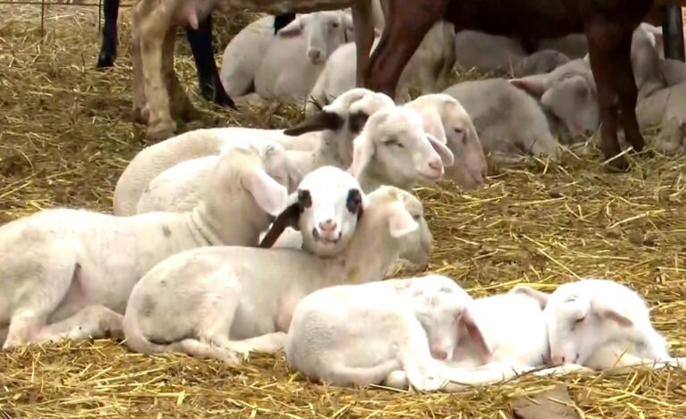 Ευλογιά αιγοπροβάτων: «Ανεπανόρθωτα εκτεθειμένη η κυβέρνηση», λέει ο Β. Κόκκαλης μετά την έκθεση της EFSA για τη χρήση εμβολίων