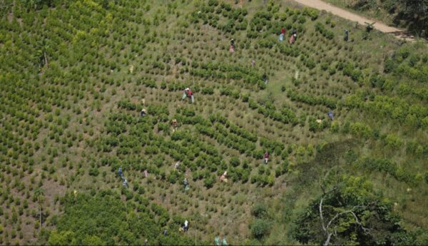Κολομβία: Επιστρατεύει τη χρήση drones με ζιζανιοκτόνο στη μάχη κατά των καλλιεργειών κόκας
