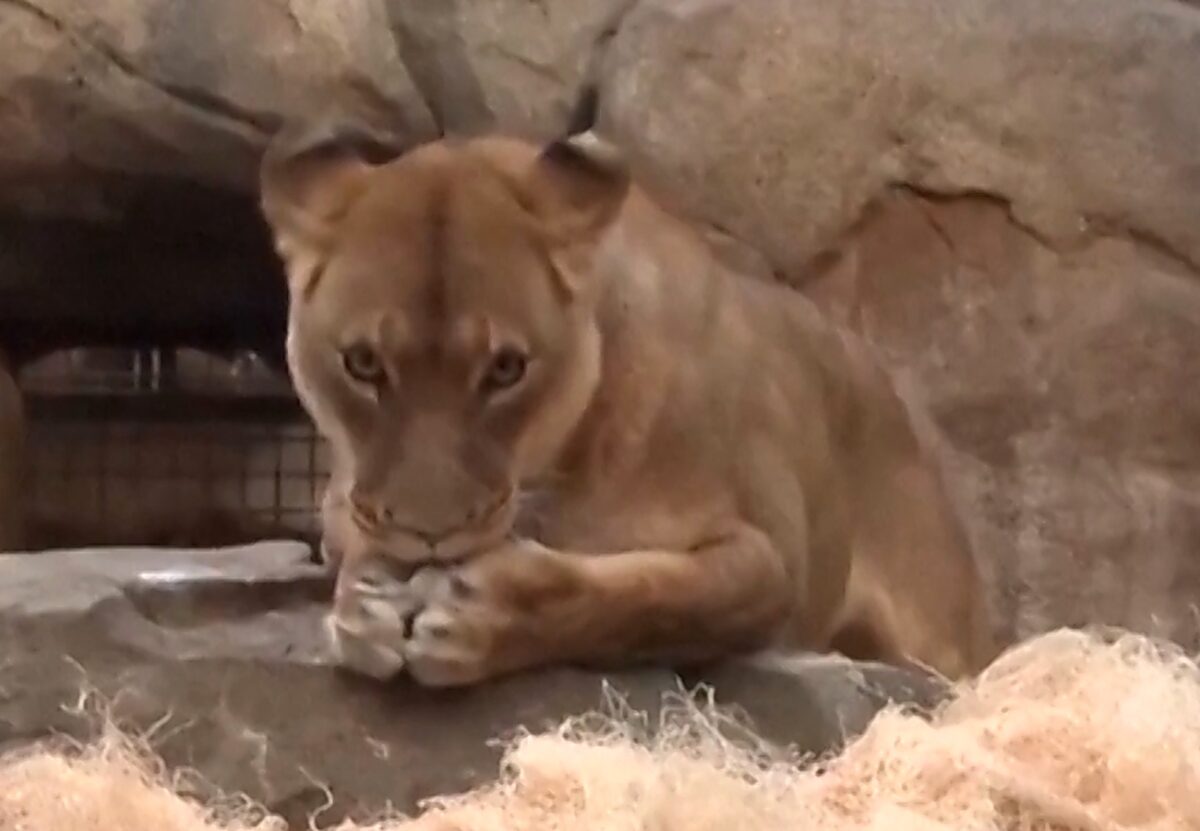 «Galentine’s Day» για τις λιονταρίνες στον ζωολογικό κήπο του Μιλγουόκι